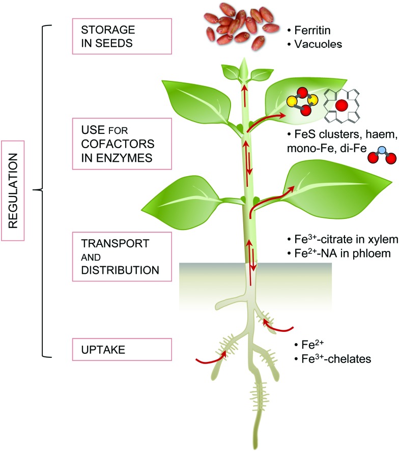 Fig. 1