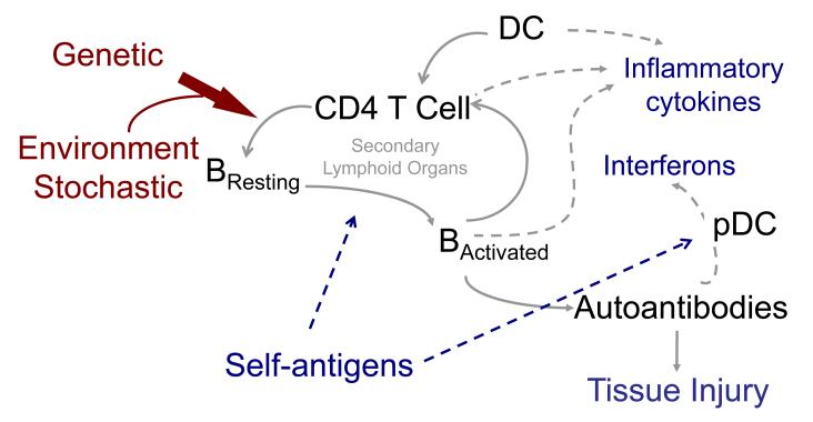 Mechanism of autoantibody production and tissue injury in lupus: A paradigm