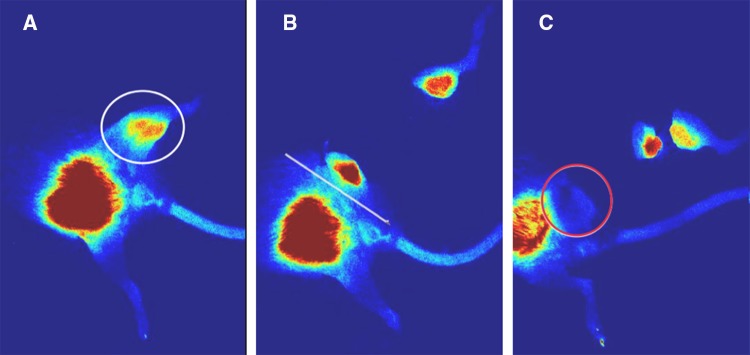 Fig. 1