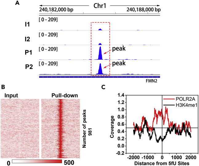 Figure 6