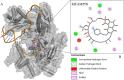 “Molecular structure of the rifampin–Mycobacterium tuberculosis RNA polymerase β-subunit complex (5UHC_B). (A) Overall view of the β-subunit bound to Rifampin, showing the crystallized position (orange) and the redocked pose (blue). (B) Close-up of Rifampin’s binding pocket, illustrating interactions with key amino acid residues. Bond types are indicated as follows: conventional hydrogen bonds (green), carbon–hydrogen bonds (light green), unfavorable positive–positive interactions (red), alkyl interactions (pink), and π–alkyl interactions (light pink).”
