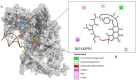 “Docking analysis of rifampin with mutant Corynebacterium diphtheriae RpoB (rpoB-N441Y-S445F). (A) Overall structure of the RpoB–rifampin complex, with rifampin depicted in orange within its binding pocket. (B) Close-up of rifampin’s interactions with key amino acid residues, including Gln-433, Arg-463, Phe-437, Tyr-441, and Pro-487.”