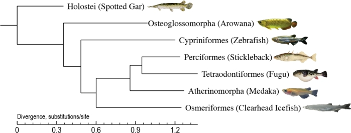 Figure 2: