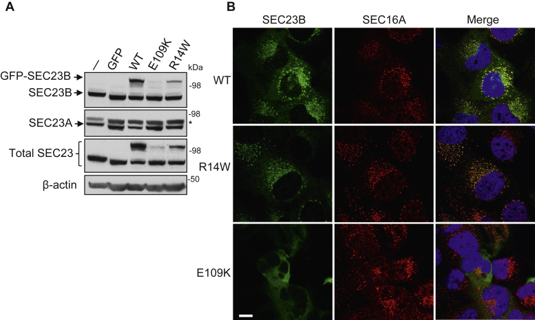 Figure 1