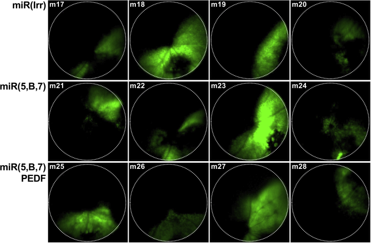 Figure 3