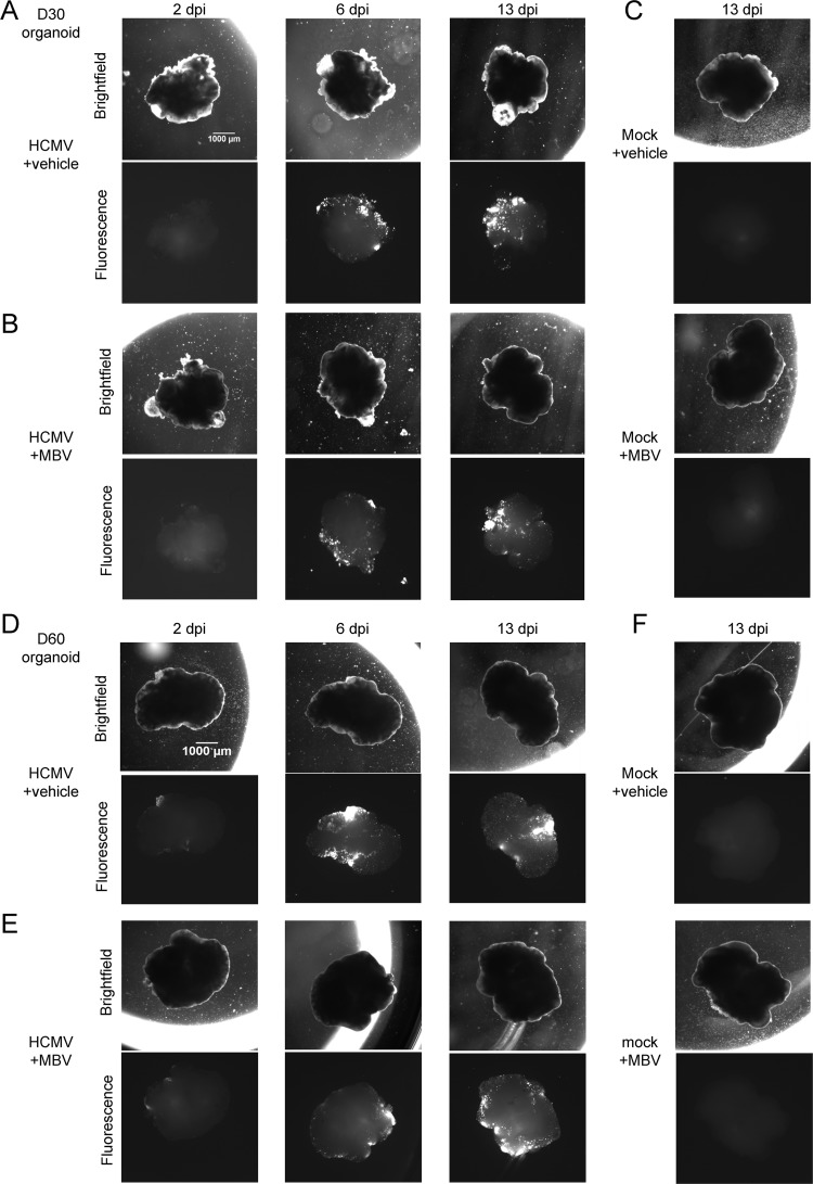 FIG 6