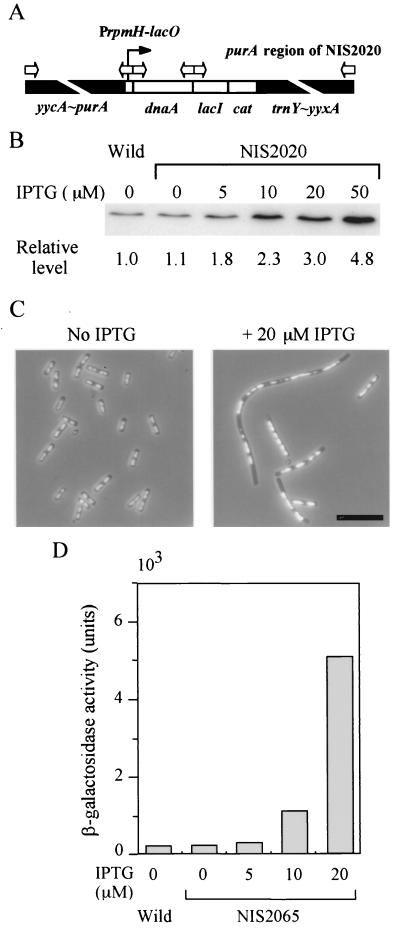 FIG. 1