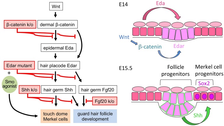 Fig 7