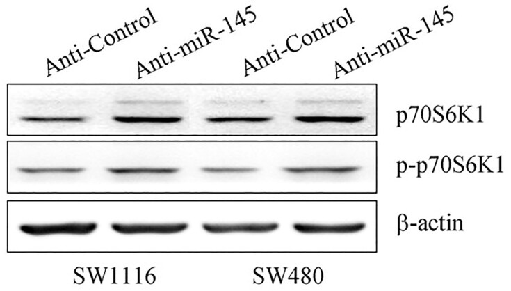 Figure 3E.