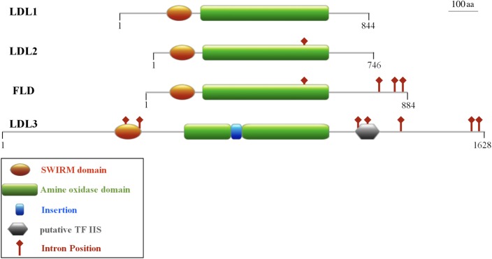 FIGURE 1