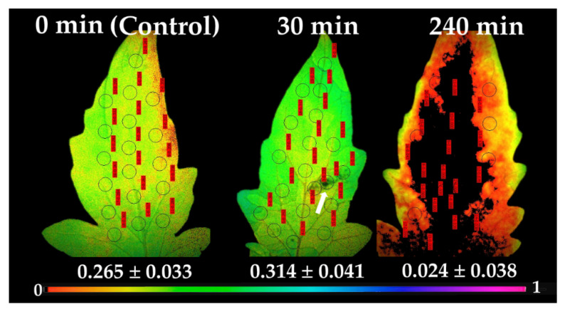 Figure 6