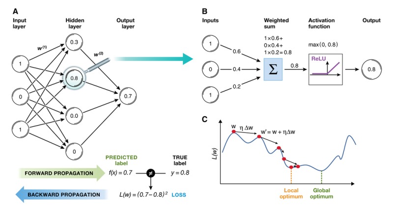 Box 1: Artificial Neural Network