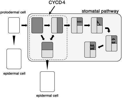 Figure 7.