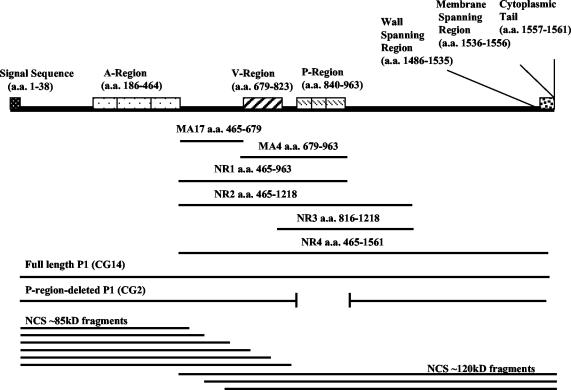 FIG. 1.