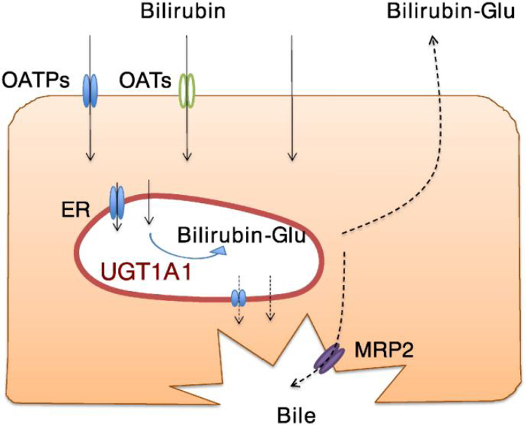 Fig. 1