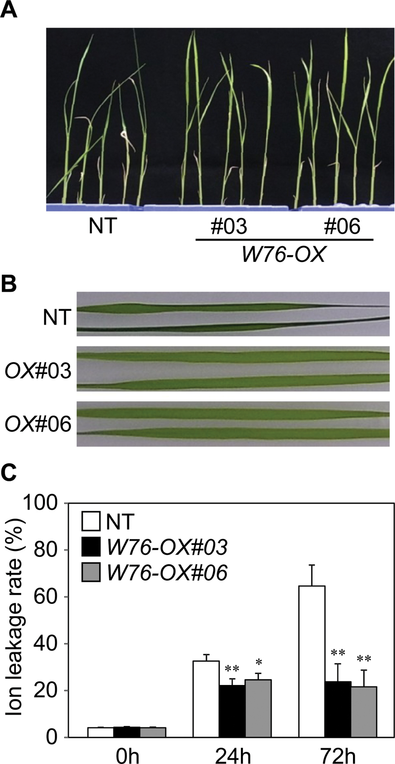 Fig. 4.