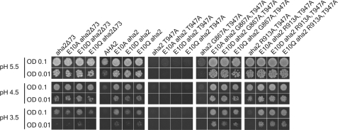 FIGURE 7.