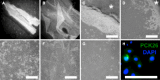 Fig. 4