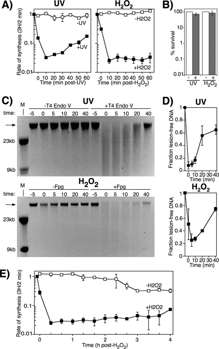 FIG 1