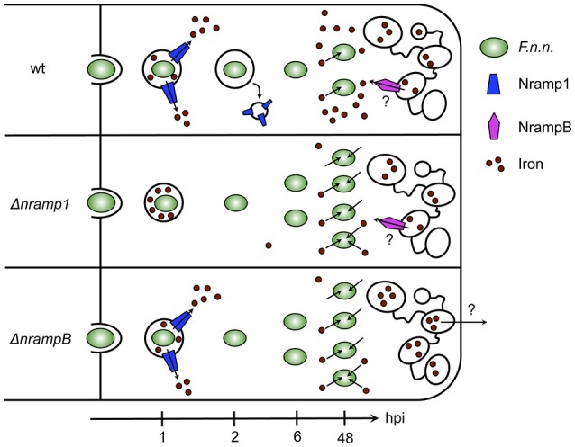 Figure 6