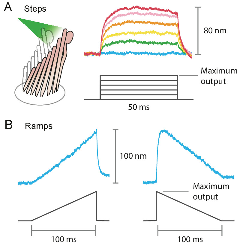 Appendix 1—figure 4.