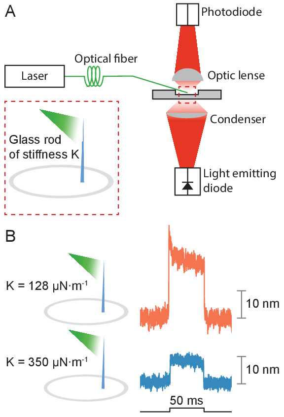 Appendix 1—figure 1.