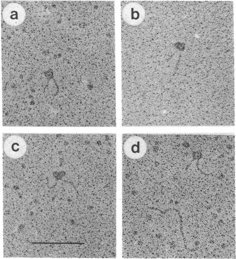 graphic file with name pnas00458-0089-a.jpg