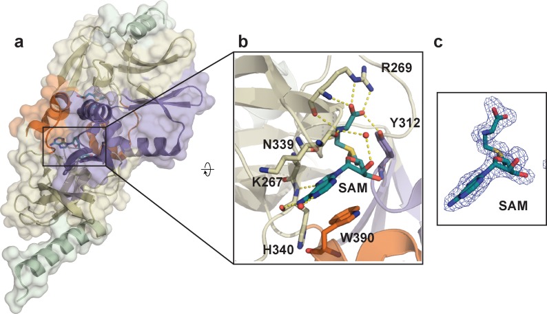 Figure 1—figure supplement 4.
