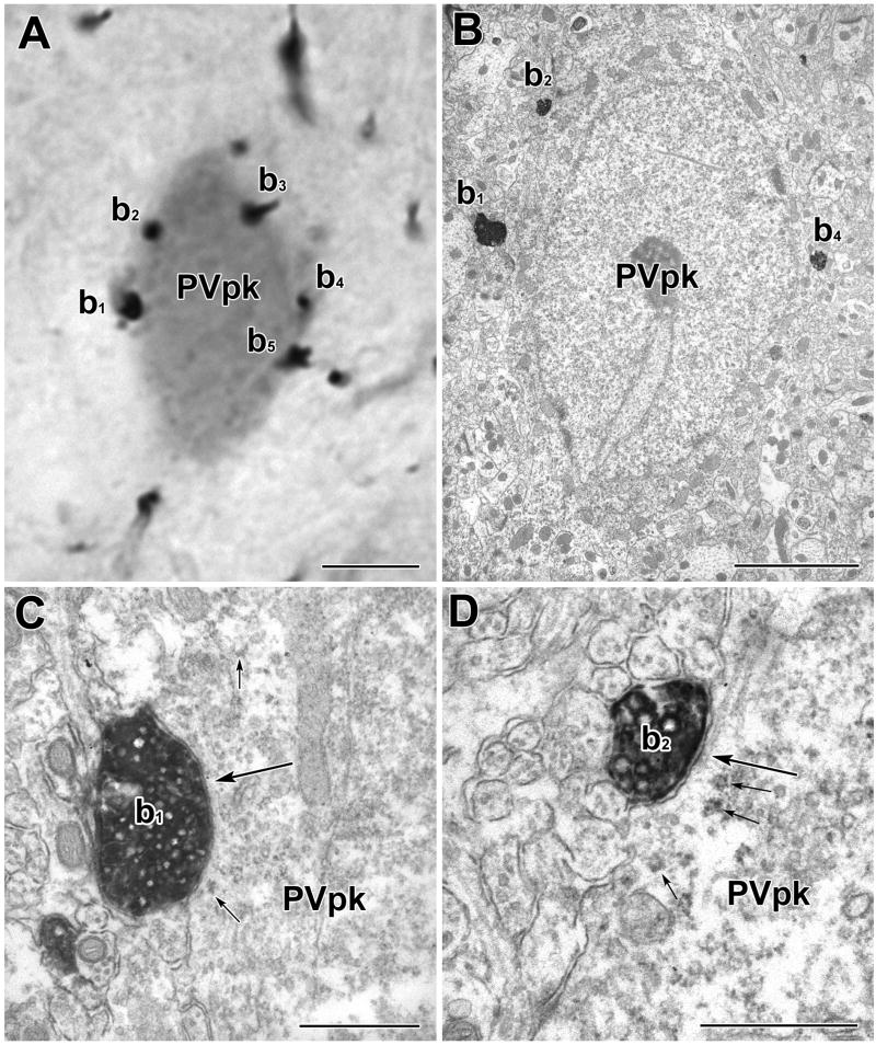 Fig. 10