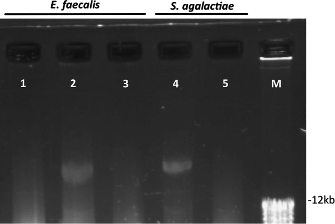 FIG 1