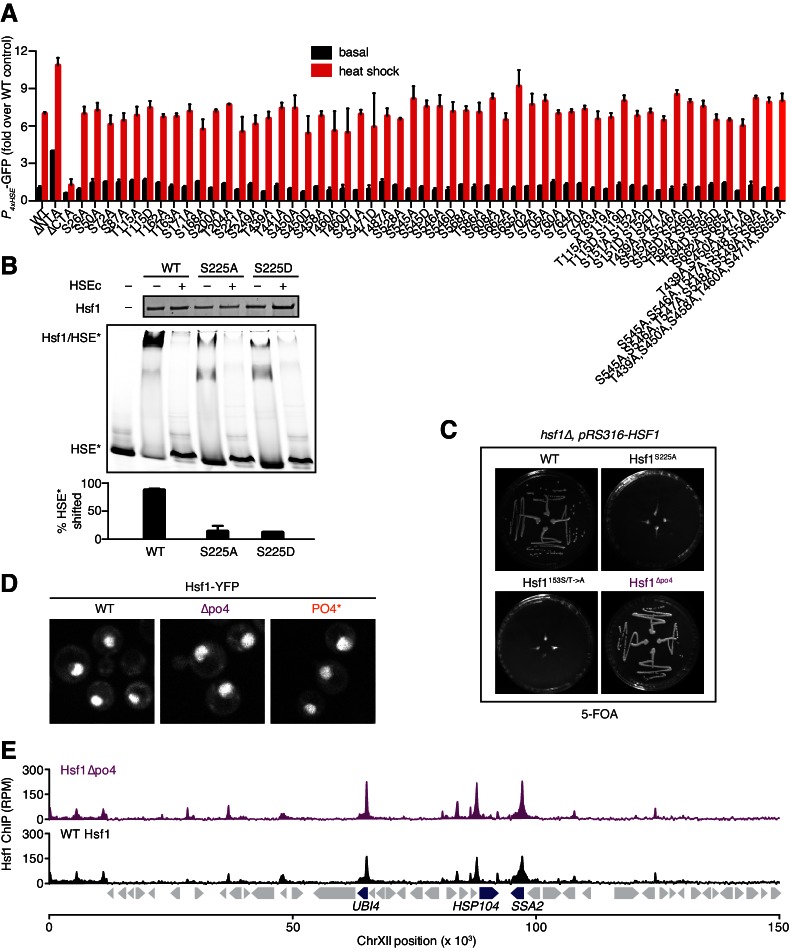 Figure 4—figure supplement 1.