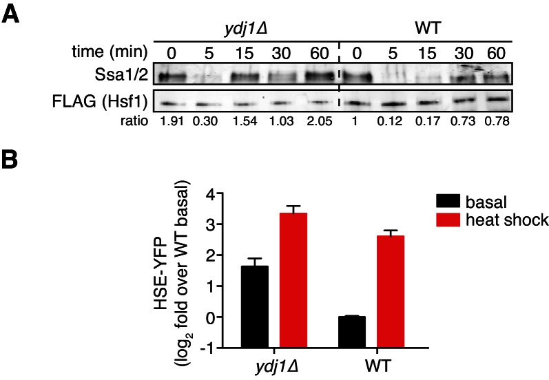 Figure 3—figure supplement 2.