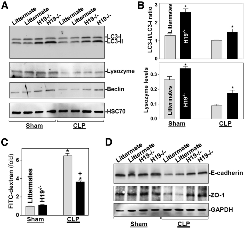 Figure 6