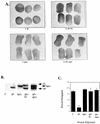 FIG. 6