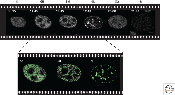 Movie 1. Time-lapse analysis of DNA replication progression throughout the cell cycle in a population of human HeLa cells stably expressing GFP-tagged PCNA. Times are indicated in hours:minutes and cell cycle phases as G1/SE (S early)/SM (S mid)/SL (S late)/G2/M. Inset depicts a two-fold magnified view of the cell marked by an asterisk and undergoing an entire cell division cycle. Scale bar 50 µm. For more details see Figure 2.