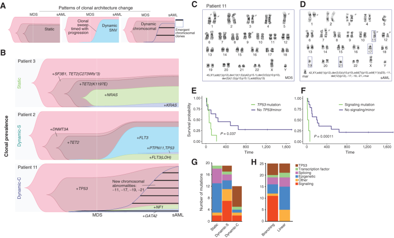 Figure 3. scDNA-seq characterizes clonal trajectories during disease progression. A, Representative Timescape plots of the three types of clonal progression observed in the cohort. B, Clonal prevalence over time of three patients, each with a distinct pattern of clonal progression from MDS to sAML: Static, Dynamic SNV, and Dynamic Chromosomal, respectively. The leftmost clone in each plot is the parent clone from which all cells were derived (no mutations detected). Karyotypes at (C) MDS and (D) sAML for patient 11 demonstrating dynamic-chromosomal clonal progression. E, Kaplan–Meier curve of sAML survival when the signaling mutation was present in the dominant clone. F, Kaplan–Meier curve for TP53 samples when present in the dominant clone (for both Kaplan–Meier curve, log-rank test P value is shown). G and H, Mutation type distribution per clonal architecture and clonal evolution pattern.