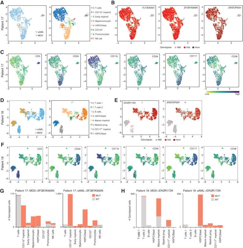 Figure 5. Combined protein and DNA analysis reveals mutational identities of both myeloid and lymphoid lineages. A, UMAP embeddings (patient 17) mapped on cell-surface marker levels colored by samples or by HDBSCAN clusters. Clusters were identified by immunophenotype and named for cell type by immunophenotype. B, Genotypes are shown for each mapped cell (only cells for which each genotype was known). Code for each variant is no mutation (NM), heterozygous (Het), or homozygous (Hom). C, Surface-marker expression of major markers used to define cell type. D–F, Similar to A–C, but with patient 18. G and H, Cell cluster–based analysis of the proportion of mutated cells MDS to sAML for SF3B1 (patient 17) or IDH2 (patient 18).