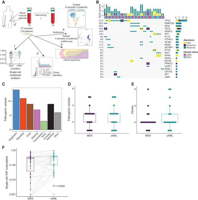 Figure 1. Longitudinal analysis using scDNA-seq of patients progressing from MDS to sAML. A, Illustration depicting the sample workflow. B, Oncoprint of 37 patient samples generated using scDNA-seq data. Each column is a unique sample in the cohort and disease status per legend at right. Mutated genes are listed on the right of the Oncoprint, and each type of alteration is color-coded (indels/yellow, nonsense/purple, missense/teal). The percentage of samples mutated for each gene is listed on the left, and the number of genes with variants per sample is along the top. C, Bar chart depicting the number of mutations in each category in the cohort. D, Boxplot indicating the number of pathogenic variants identified at each disease state (for all boxplots in this figure, centerline represents the median, box represents the interquartile range (IQR), whiskers, 1.5 × IQR). E, Boxplot depicting the number of clones identified at each disease state. F, Boxplots representing the calculated VAFs for pathogenic variants at MDS and their respective increase or decrease at sAML. The overall difference in VAFs was calculated using the Wilcoxon rank-sum test (P = 0.0002).