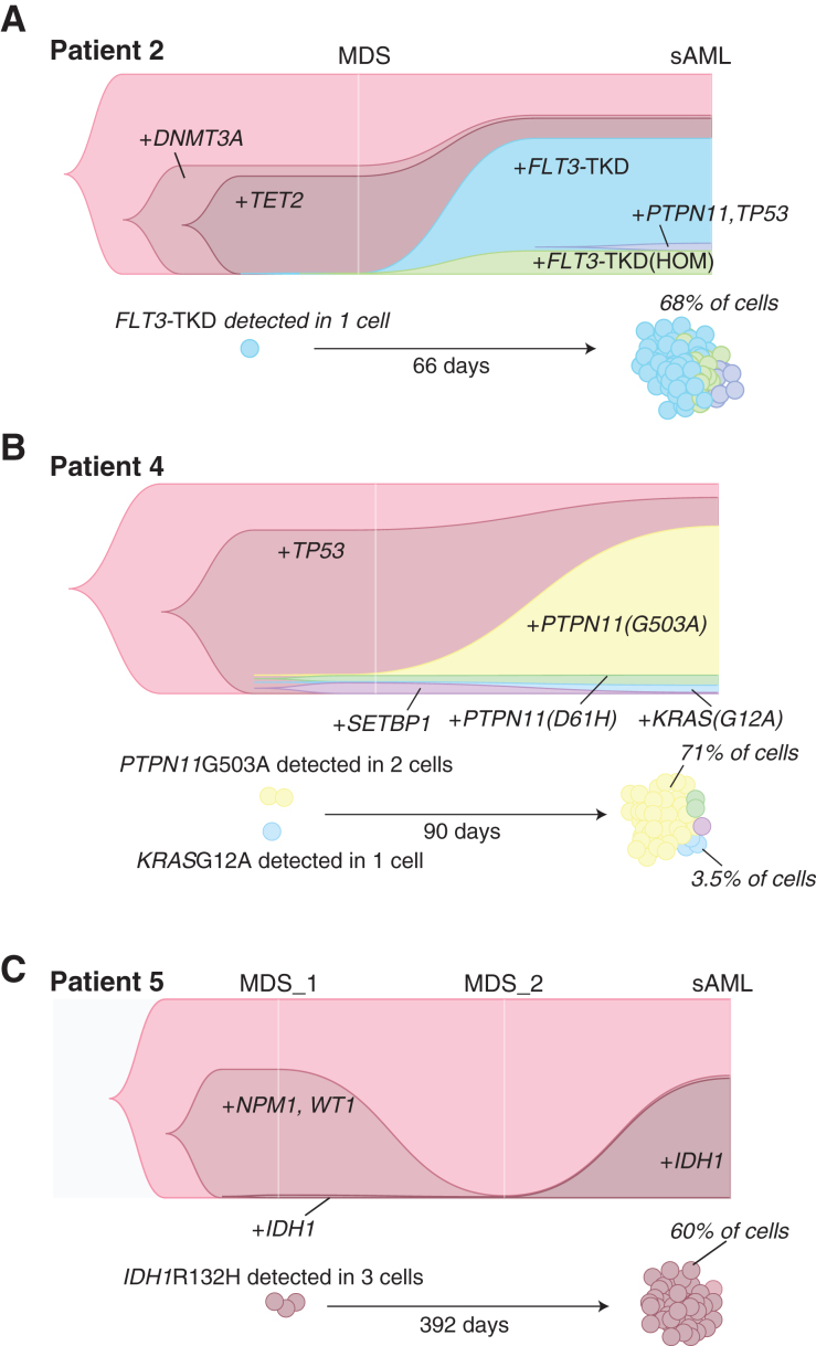 Figure 4. Subclonal expansion of rare cells in dynamic architectural change. A, Patient 2 clonal prevalence and depiction of the expansion of rare clones with FLT3TKD from MDS to sAML. B, Patient 4 rare cell expansion of the PTPN11 subclone. C, Patient 5, rare cell expansion of the IDH1mut subclone.