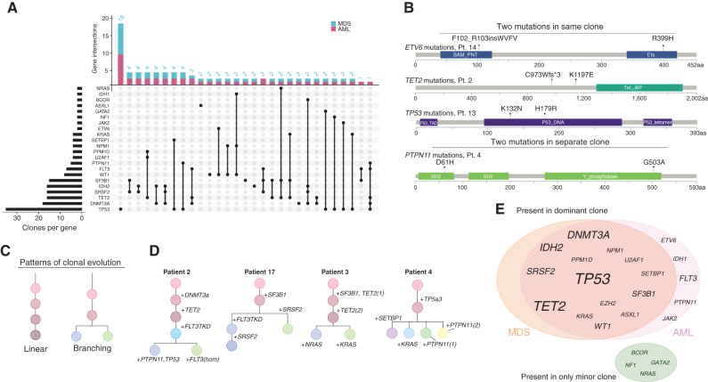 Figure 2. Single-cell mutational identities define clonal evolution. A, UpSet plot depicting comutational occurrences in MDS and sAML clones. The number of times a gene was involved in a clone is listed on the left side of the plot for the entire cohort. The number of times each gene combination was detected in a clone is listed at the top of the plot. B, Illustration of multiple mutations within the same gene. This phenomenon was observed in four patients, three instances occurring within the same clone and one occurring in different clones. Specific gene residues are listed in each instance. C, Patterns of clonal evolution depicted as phylogenies D, Phylogenies for samples with a branching evolution and signaling mutations. E, Venn diagram of variants in the dominant clone. Mutations in the genes listed in the green circle occurred only in minor clones at either MDS or sAML. Font size is representative of the number of times mutations were observed in each gene.