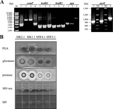 FIG. 2.