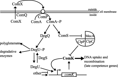 FIG. 1.