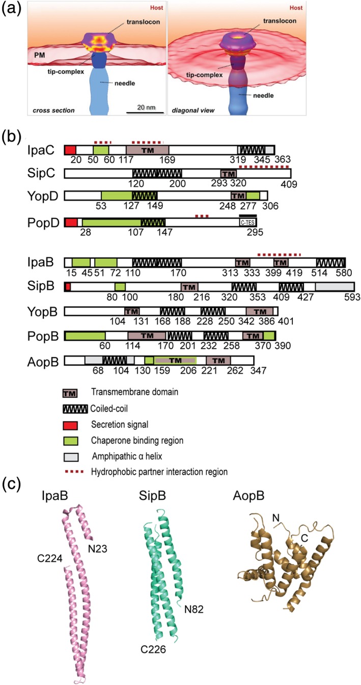 Figure 5