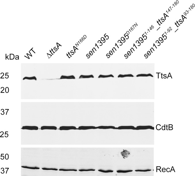 Figure 1—figure supplement 1.