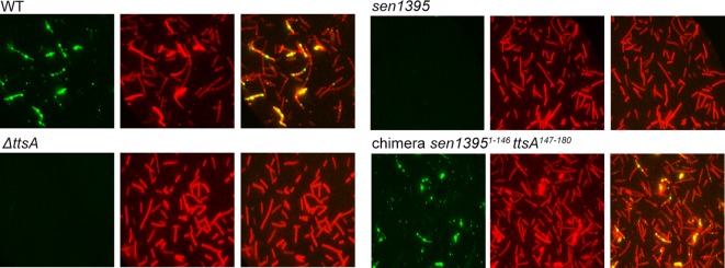 Figure 1—figure supplement 2.