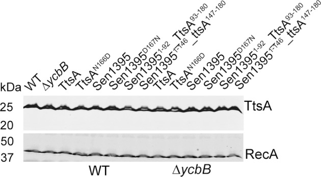 Figure 1—figure supplement 3.