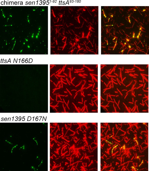 Figure 3—figure supplement 1.