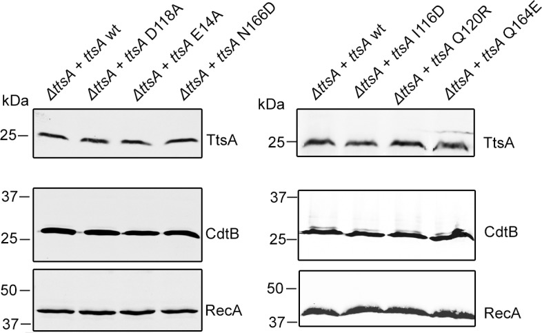 Figure 4—figure supplement 4.