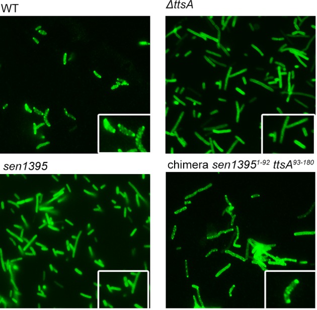 Figure 2—figure supplement 2.