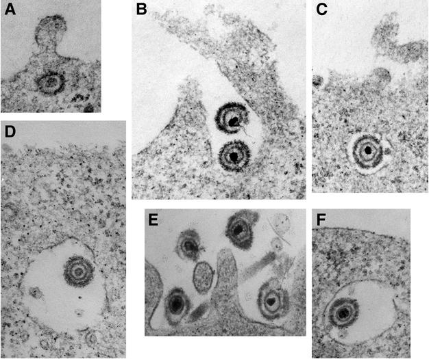 FIG. 1.